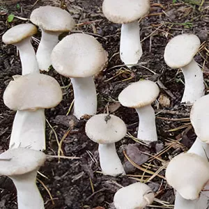 Pleurotus