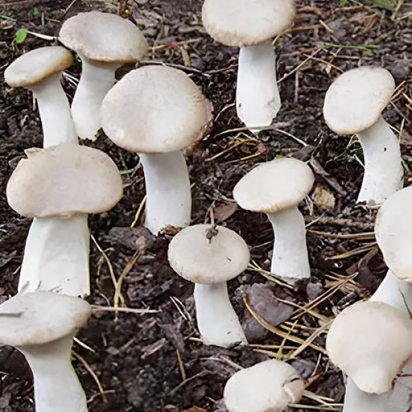Pleurotus