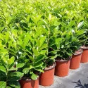 Vavrínovec lekársky (Prunus laurocerasus) živý plot, vždy zelený, v kvetináči
