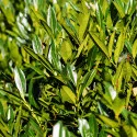 Vavrínovec lekársky (Prunus laurocerasus) živý plot, vždy zelený, v kvetináči