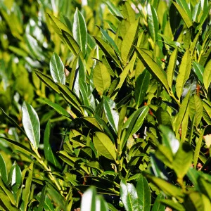 Vavrínovec lekársky (Prunus laurocerasus) živý plot, vždy zelený, v kvetináči