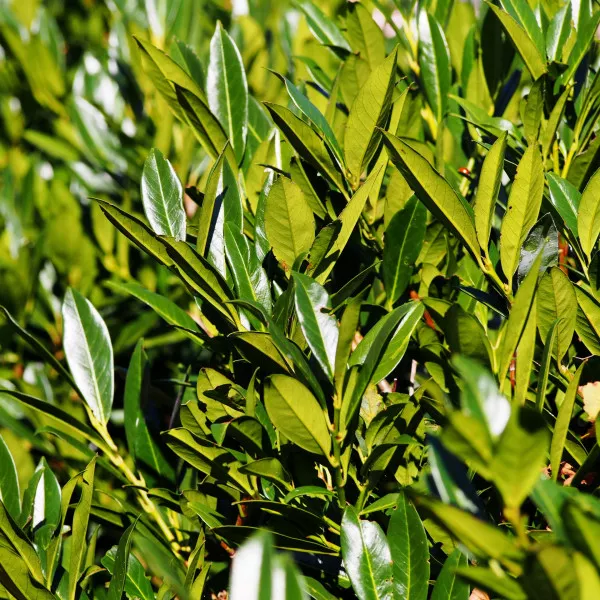 Vavrínovec lekársky (Prunus laurocerasus) živý plot, vždy zelený, v kvetináči
