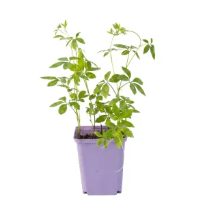Jiaogulan – bylina nesmrteľnosti (Gynostemma pentaphyllum)