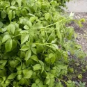 Jiaogulan – bylina nesmrteľnosti (Gynostemma pentaphyllum)