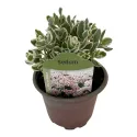 Rozchodník La vie en rose (Sedum)