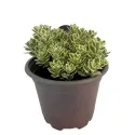 Rozchodník Atlantis (Sedum)