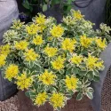 Rozchodník Atlantis (Sedum)