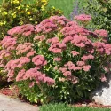 Rozchodník Herbstfreude (Sedum)