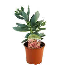 Rozchodník Herbstfreude (Sedum)