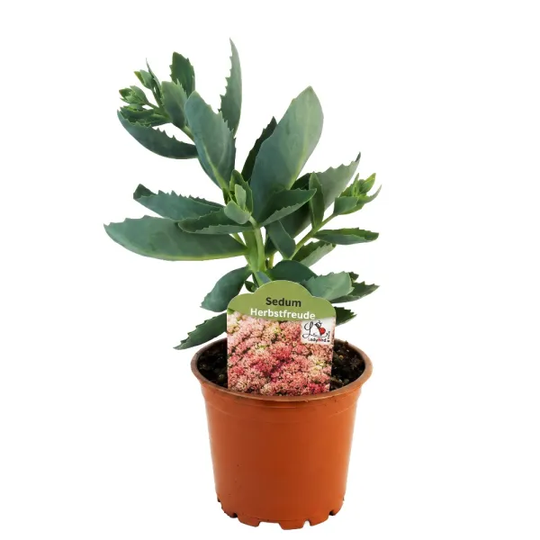 Rozchodník Herbstfreude (Sedum)
