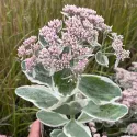 Rozchodník La vie en rose (Sedum)