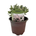 Rozchodník La vie en rose (Sedum)