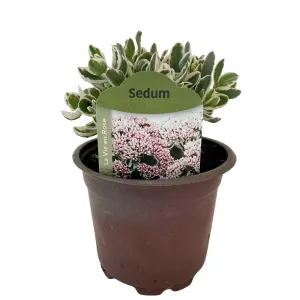 Rozchodník La vie en rose (Sedum)