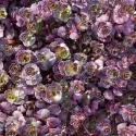 Rozchodník Purple Winter (Sedum)