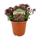 Rozchodník Purple Winter (Sedum)
