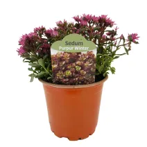 Rozchodník Purple Winter (Sedum)