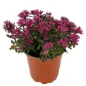Rozchodník Purple Winter (Sedum)