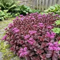Rozchodník Purple Winter (Sedum)