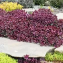 Rozchodník SunSparkler Firecracker (Sedum)