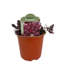 Rozchodník SunSparkler Firecracker (Sedum)