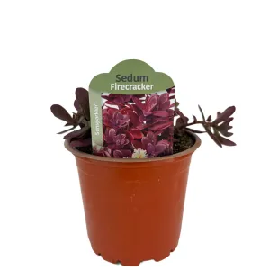 Rozchodník SunSparkler Firecracker (Sedum)