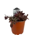 Rozchodník SunSparkler Firecracker (Sedum)