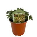 Rozchodník SunSparkler Lime Zinger (Sedum)