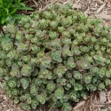 Rozchodník SunSparkler Lime Zinger (Sedum)