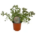 Pestrofarebný rozchodník Tricolor (Sedum)