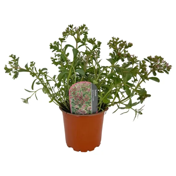 Pestrofarebný rozchodník Tricolor (Sedum)