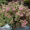 Pestrofarebný rozchodník Tricolor (Sedum)
