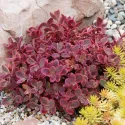 Rozchodník Wildfire (Sedum)