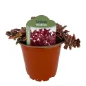 Rozchodník Wildfire (Sedum)