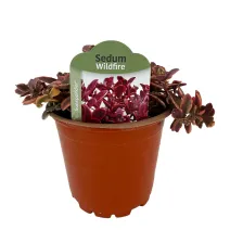 Rozchodník Wildfire (Sedum)