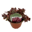 Rozchodník Wildfire (Sedum)