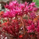 Rozchodník Wildfire (Sedum)
