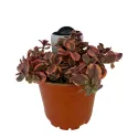 Rozchodník Wildfire (Sedum)