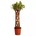 Vŕba pletená (Salix alba x purpurea), v kvetináči 4 litre