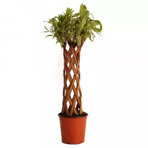 Vŕba pletená (Salix alba x purpurea), v kvetináči 4 litre