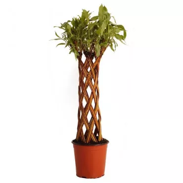 Vŕba pletená (Salix alba x purpurea), v kvetináči 4 litre