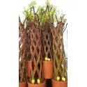Vŕba pletená (Salix alba x purpurea), v kvetináči 4 litre