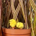Vŕba pletená (Salix alba x purpurea), v kvetináči 4 litre