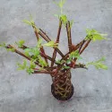 Vŕba pletená (Salix alba x purpurea), v kvetináči 4 litre