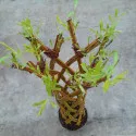 Vŕba pletená (Salix alba x purpurea), v kvetináči 4 litre