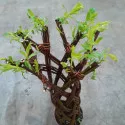 Vŕba pletená (Salix alba x purpurea), v kvetináči 4 litre
