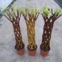 Vŕba pletená (Salix alba x purpurea), v kvetináči 4 litre