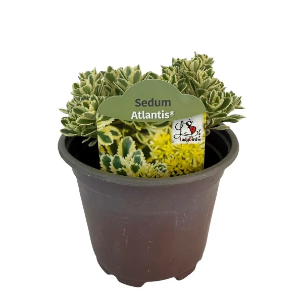 Rozchodník Atlantis (Sedum)