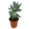 Rozchodník Herbstfreude (Sedum)
