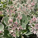 Rozchodník La vie en rose (Sedum)