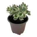 Rozchodník La vie en rose (Sedum)